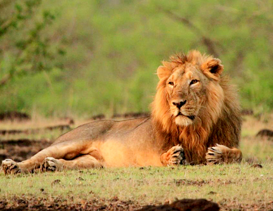 gir-lions